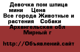 Девочка пом шпица мини  › Цена ­ 30 000 - Все города Животные и растения » Собаки   . Архангельская обл.,Мирный г.